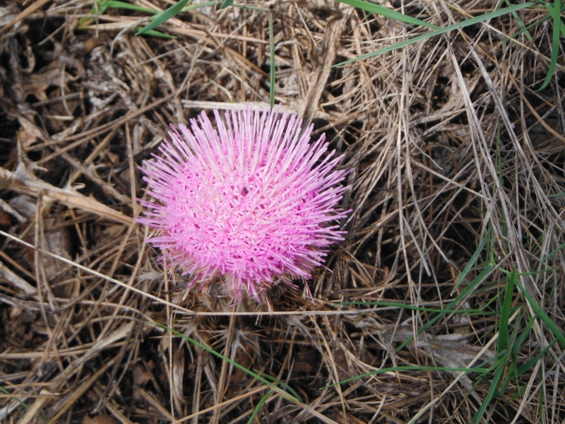 DSCF1315