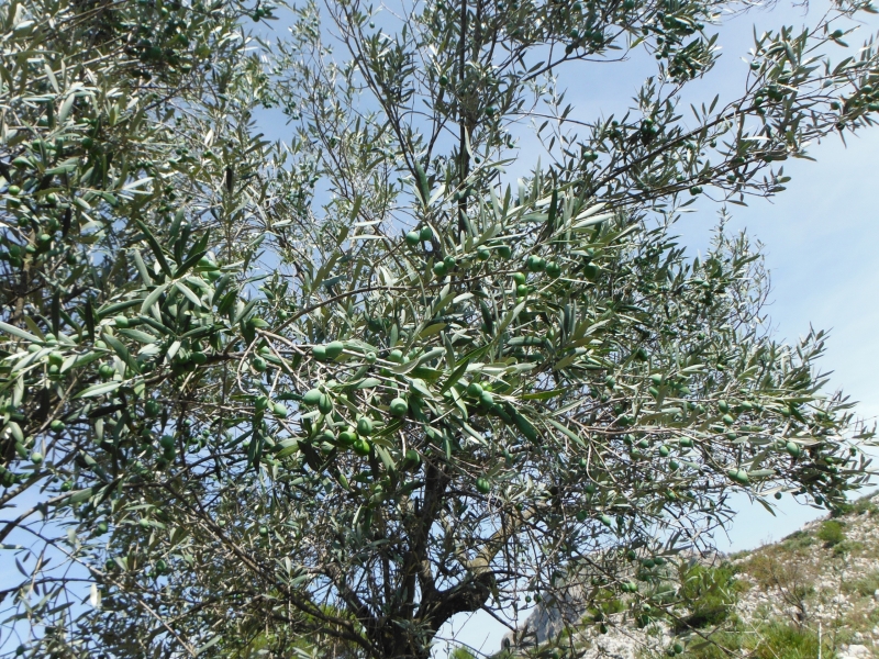 DSCF1315