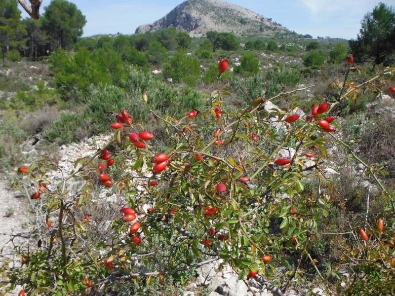 DSCF1342