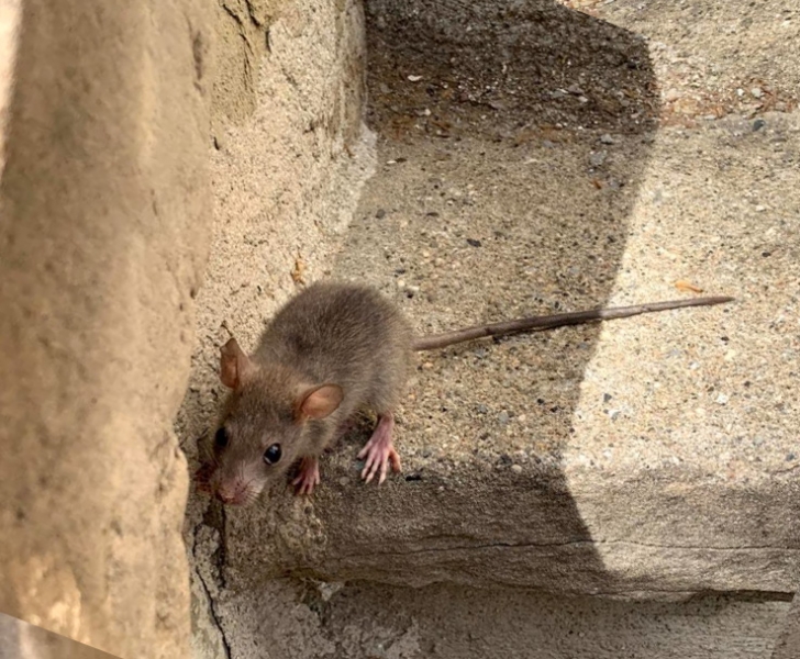 raton испанская мышь