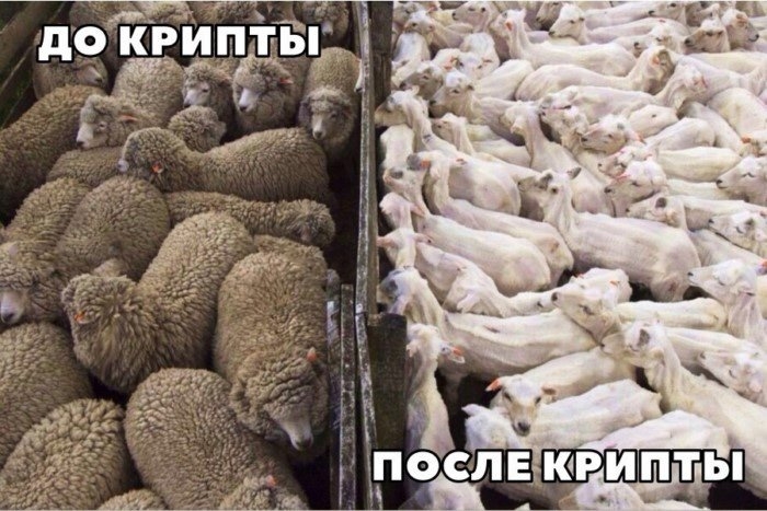 До крипты/ после крипты