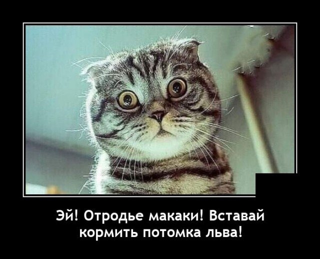 Эй отродье макаки ! Вставай кормить потомка льва !