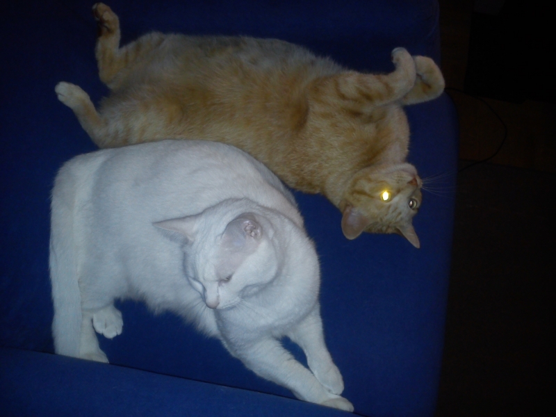 mis mininos