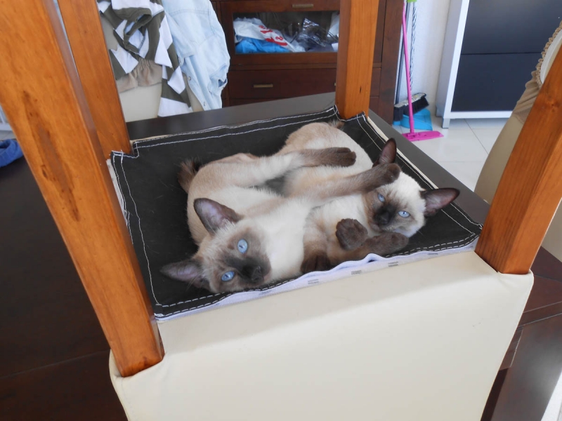 Это мы, кошки !