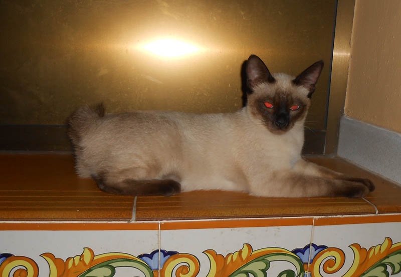 Катька