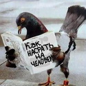 Аватара пользователя