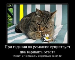 Кот с ромашкой на полосатом фоне, задумчивый вид