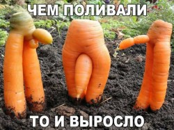 Необычные морковки в земле с забавными формами