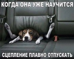 Собака застряла между сиденьями автомобиля, выглядит растерянной