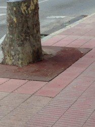 Дерево у тротуара с наклейкой на стволе
