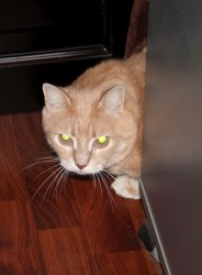 Кот прячется за мебелью, внимательно смотрит вперед — CostaSpain.net Кот прячется за мебелью, внимательно смотрит вперед
