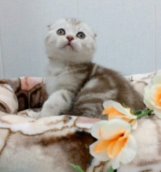 Котенок на мягком пледе с цветами