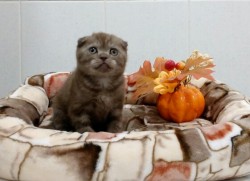Котенок на мягкой подстилке с осенним декором
