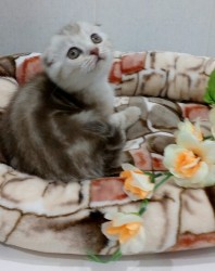 Котенок сидит в уютной корзине с цветами