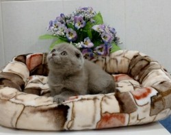 Котенок сидит в уютной корзине с цветами на фоне