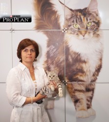 Женщина держит котенка на фоне изображения кошки