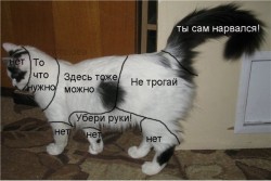 Кот с надписями о запретах и разрешениях на его теле