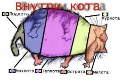 Схема с внутренностями кота и их функциями