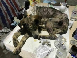 Собака лежит на столе среди медицинских принадлежностей