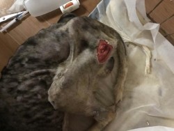 Поврежденная голова животного на медицинском столе