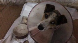 Собака в защитном воротнике в клетке