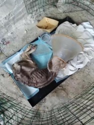 Собака в медицинском воротнике на подстилке