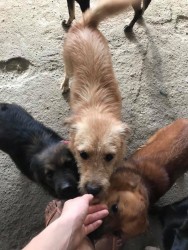 Три собаки окружают человека, просят внимания
