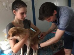 Молодая женщина держит собаку, мужчина делает укол