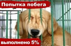 Собака с закрытыми глазами в клетке, текст на фоне — CostaSpain.net Собака с закрытыми глазами в клетке, текст на фоне