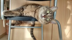 Кот лежит на стуле, смотрит вверх