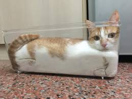 Кот лежит в прозрачной коробке