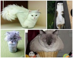 Коты в необычных позах и местах, забавные моменты
