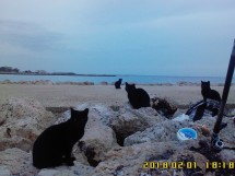 Четыре черные кошки на камнях у моря