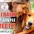 Девушка обнимает золотистого ретривера на улице