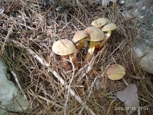 Группа грибов на лесной подстилке из иголок