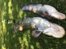 Два крупных сомов на траве рядом с банкой пива