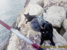 Три кота на камнях у воды