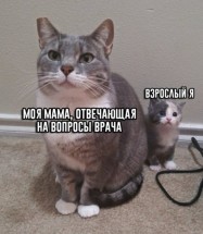 Кошка и котенок с забавными подписями