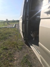 Кошка выходит из открытой двери фургона на природе