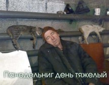 Человек спит на стуле, рядом кошки