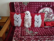 Собака сидит между подушками с изображением собак
