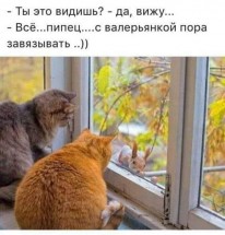 Два кота и кролик смотрят в окно