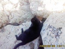 Чёрный кот лежит на камнях