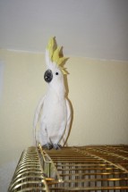 Желтохохлый какаду
