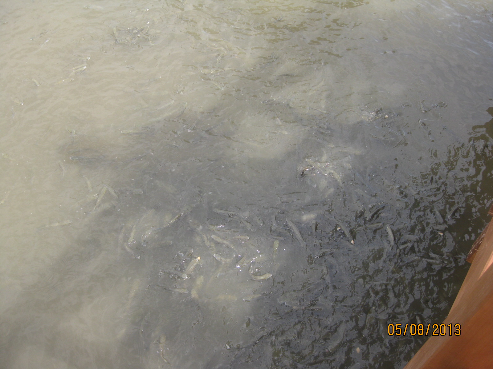 Рыбы плавают в мутной воде реки
