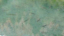 Рыбы плавают в прозрачной воде