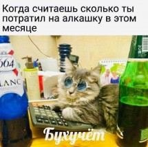 Кот в очках сидит на калькуляторе среди бутылок