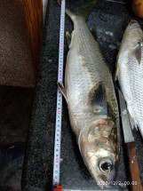 Большая рыба на столе с рулеткой рядом