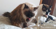 Два кота, ухаживающие за собой на кровати