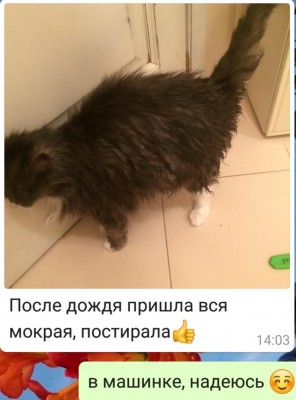Мокрый кот, стоящий у двери, выглядит забавно